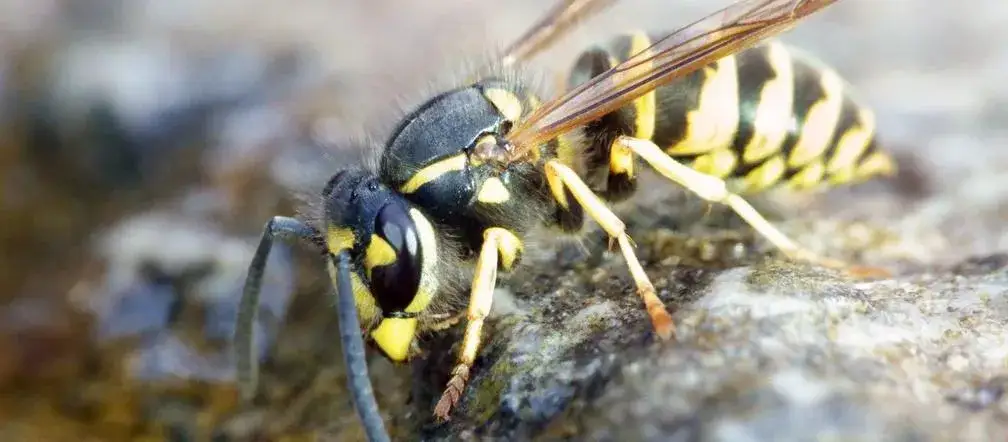 Jak się pozbyć os z elewacji - skuteczne metody i bezpieczeństwo