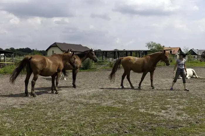 Najlepsze stadniny koni w Zabrzu - jazda konna i pensjonat dla koni