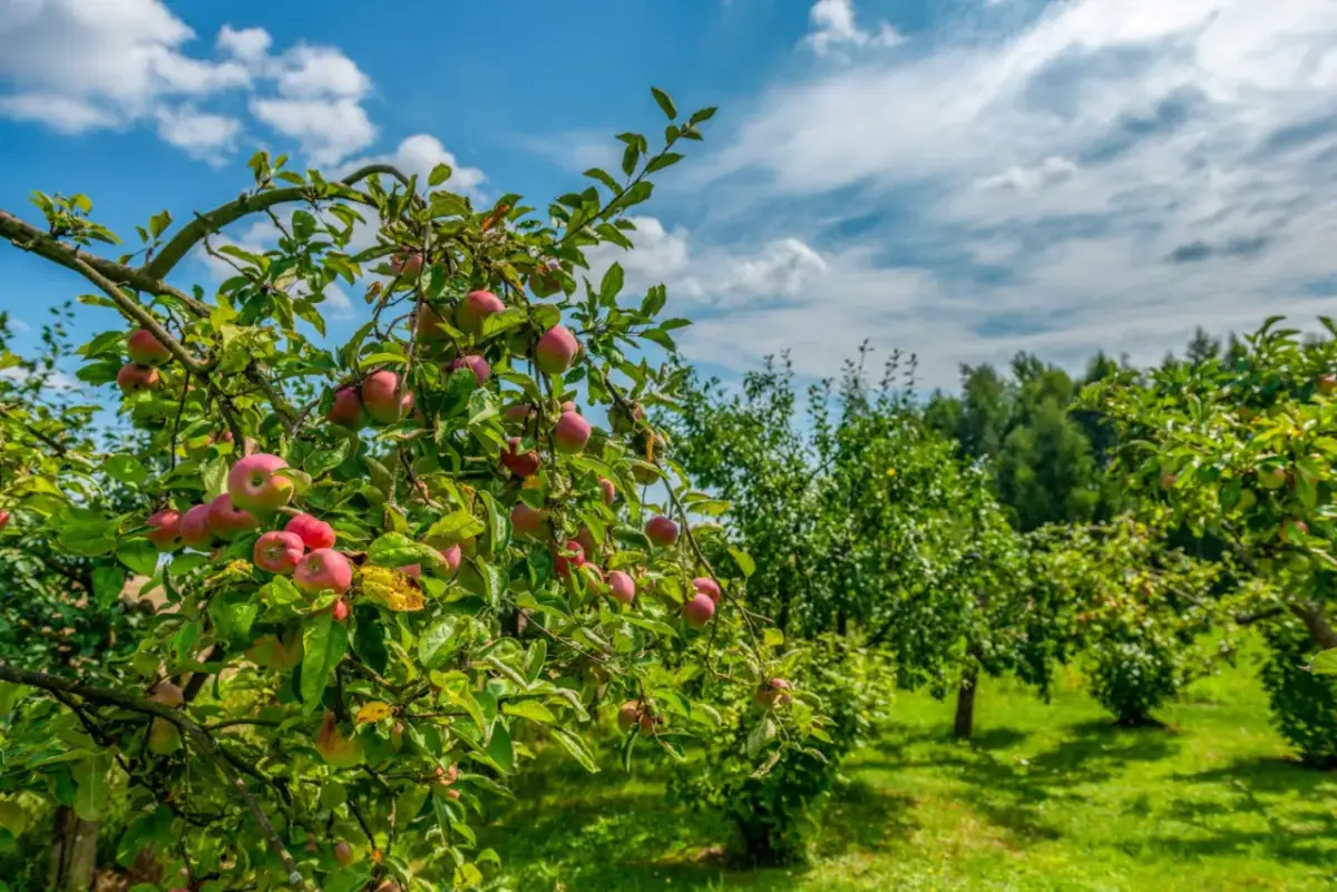 Kiedy można sadzić drzewka owocowe, aby uniknąć błędów w ogrodzie?