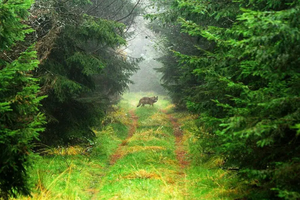 Jak odstraszyć wilki w lesie? Skuteczne metody ochrony zwierząt