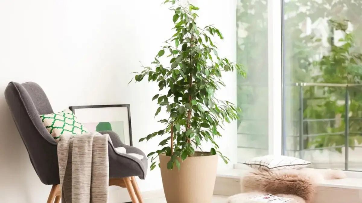 Cómo cuidar un ficus en maceta para que crezca sano y hermoso