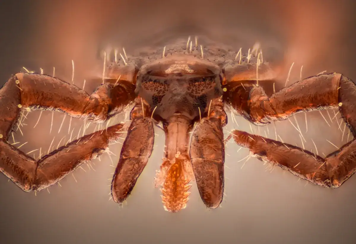 Ile kleszcz siedzi w ciele i jak uniknąć poważnych chorób