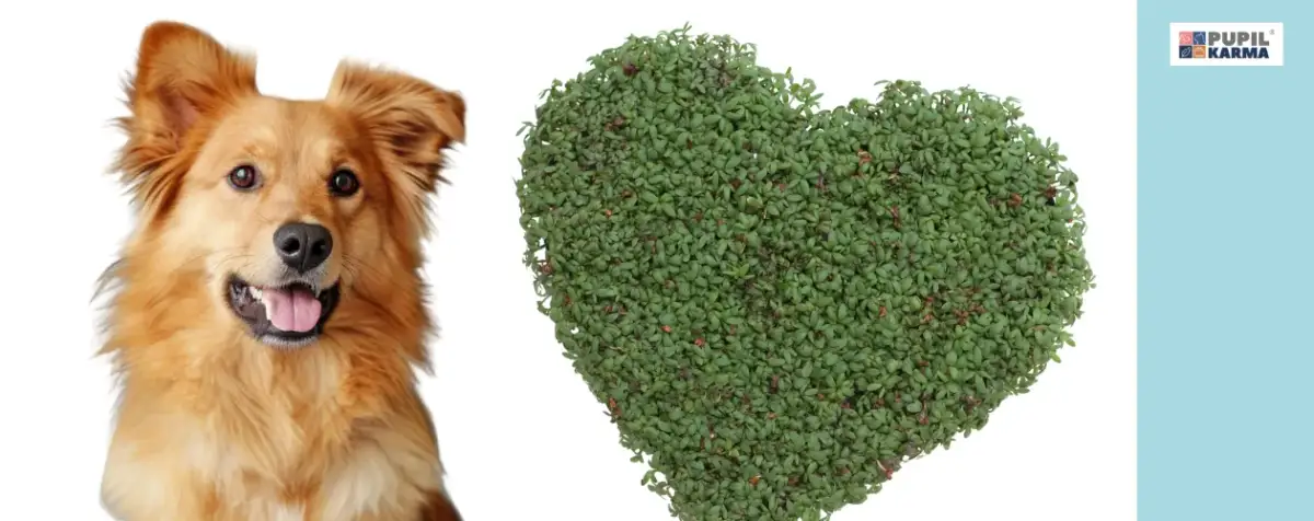 Czy pies może jeść rzeżuchę? Sprawdź, czy to bezpieczne dla psa