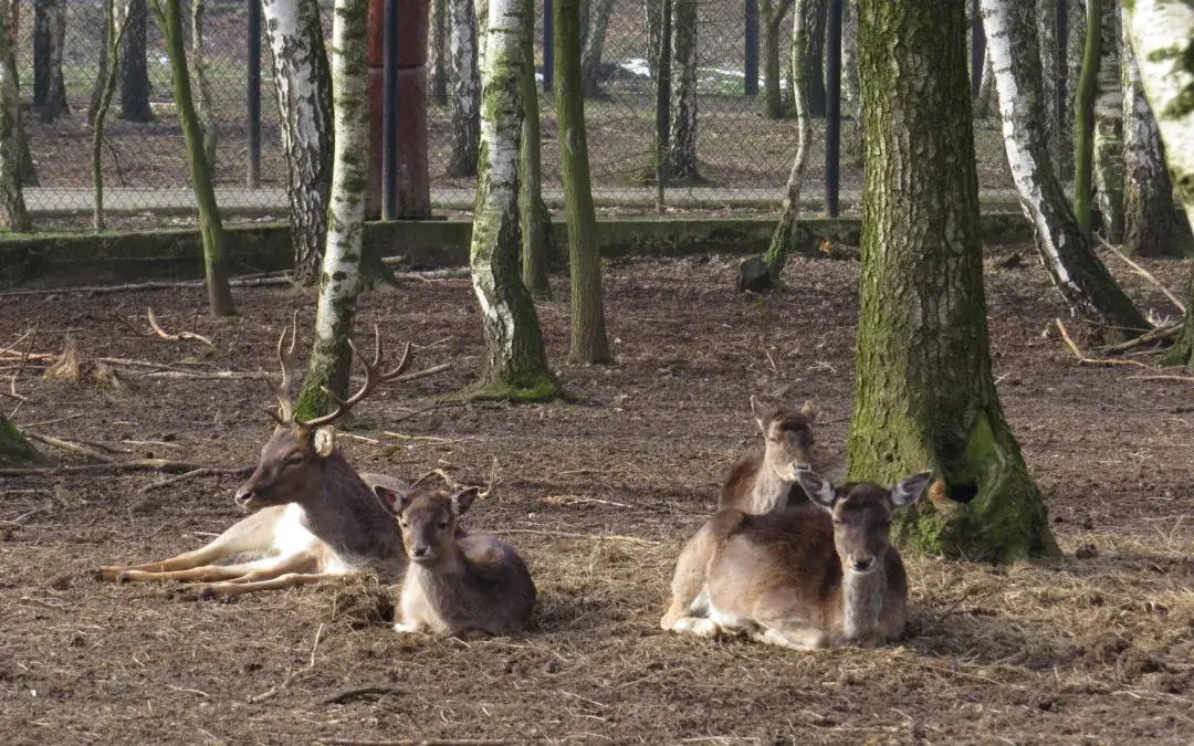 Najlepsze miejsca na spacer z dzieckiem w Śląskiem – bezpieczne i atrakcyjne propozycje