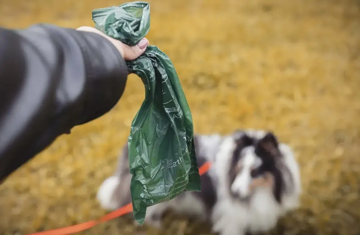Czy psie odchody nadają się na kompost? Zaskakujące zagrożenia zdrowotne!