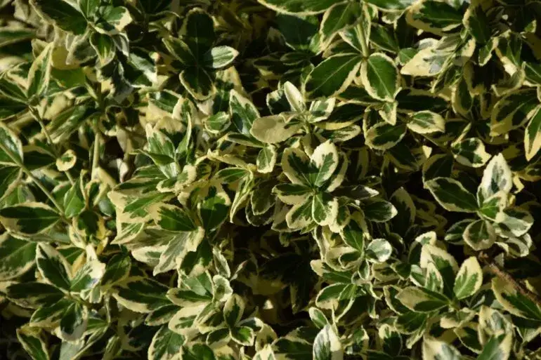 Jaka trzmielina na żywopłot? Wybierz najlepsze odmiany dla swojego ogrodu