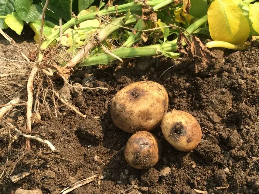 Kto odkrył ziemniaki? Historia, która zaskoczy każdego miłośnika kulinariów