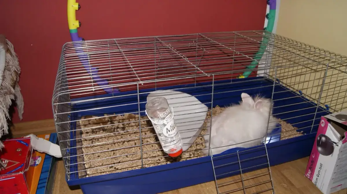 Czy królik może być sam w klatce? Fakty i zalecenia opieki