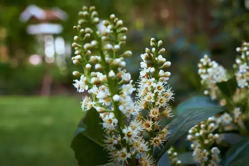 Jaki nawóz stosować do laurowiśni, by wspierać ich zdrowy wzrost?