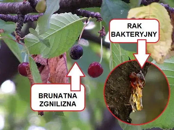 Kiedy opryskiwać czereśnie? Kluczowe terminy i skuteczne preparaty