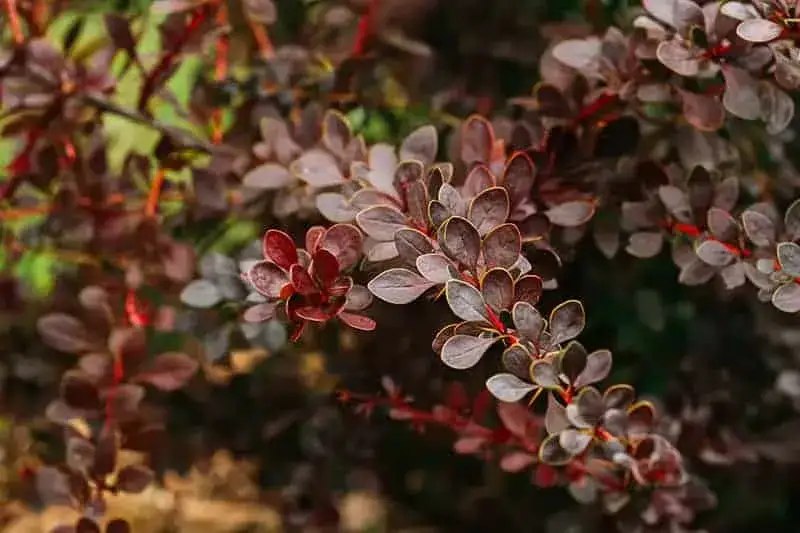 Berberys Orange Ice - jak i kiedy sadzić, aby uniknąć błędów