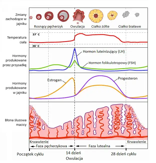 Kiedy hormony po porodzie wracają do normy? Objawy i wsparcie organizmu