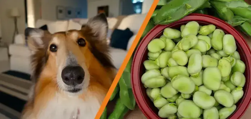 Czy pies może jeść bób gotowany? Poznaj fakty i zagrożenia