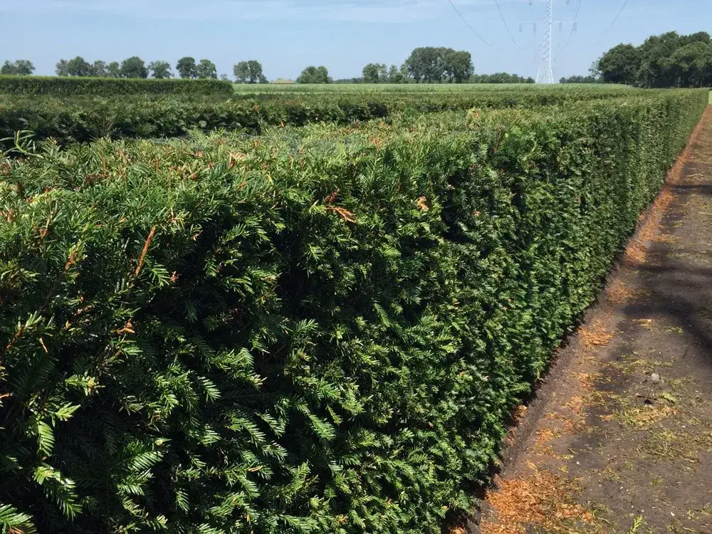 Najlepsze krzewy na żywopłot, które łatwo pielęgnować i sadzić