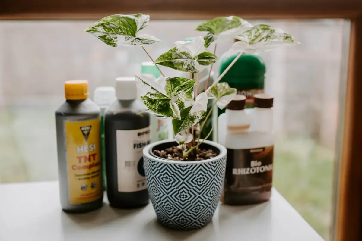 Jaki nawóz do kwiatów wybrać, aby zapewnić im zdrowy wzrost?