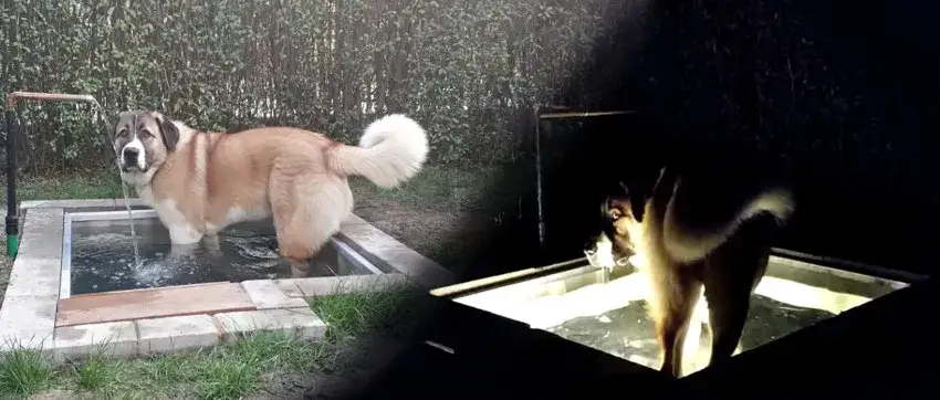 Jak zrobić basen dla psa: proste kroki do stworzenia idealnego miejsca do pływania