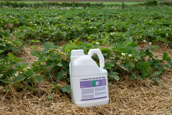 Jaki nawóz zawiera fosfor i jak wybrać najlepszy do upraw roślin