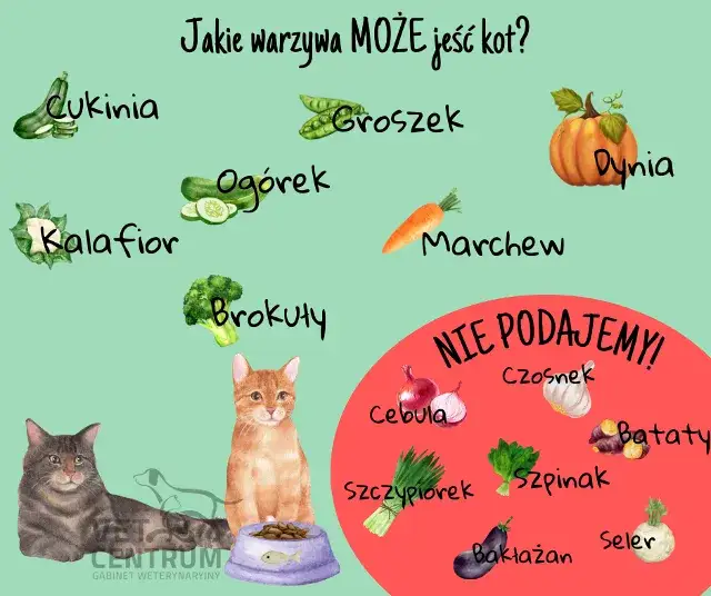 Czy kot może jeść ogórka? Bezpieczne podawanie i fakty
