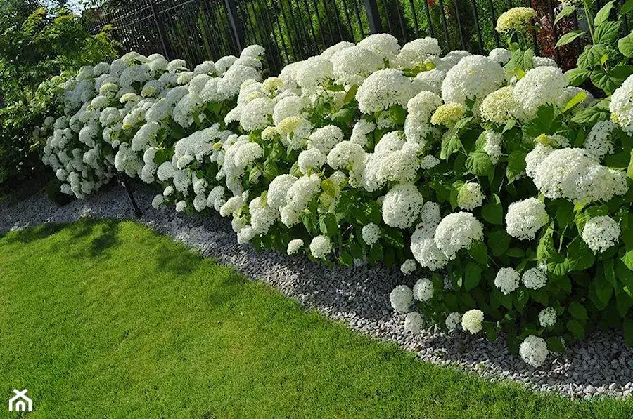Co ile sadzić hortensje ogrodowe, aby pięknie kwitły i rosły zdrowo?