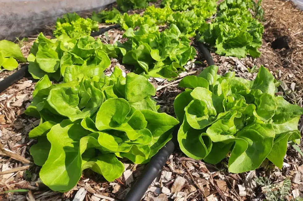 Co opłaca się uprawiać na 1 ha? Najlepsze rośliny na zysk