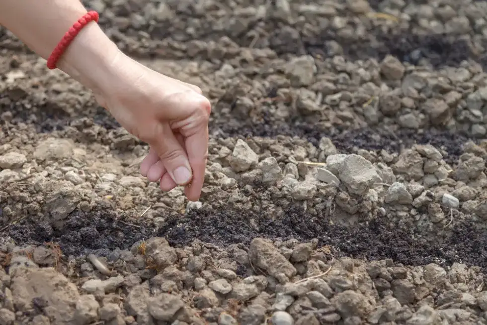 Do kiedy siać pietruszkę, aby uniknąć nieudanych zbiorów?