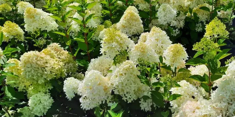 Odstępy sadzenia hortensji bukietowych, które zapewnią ich piękno