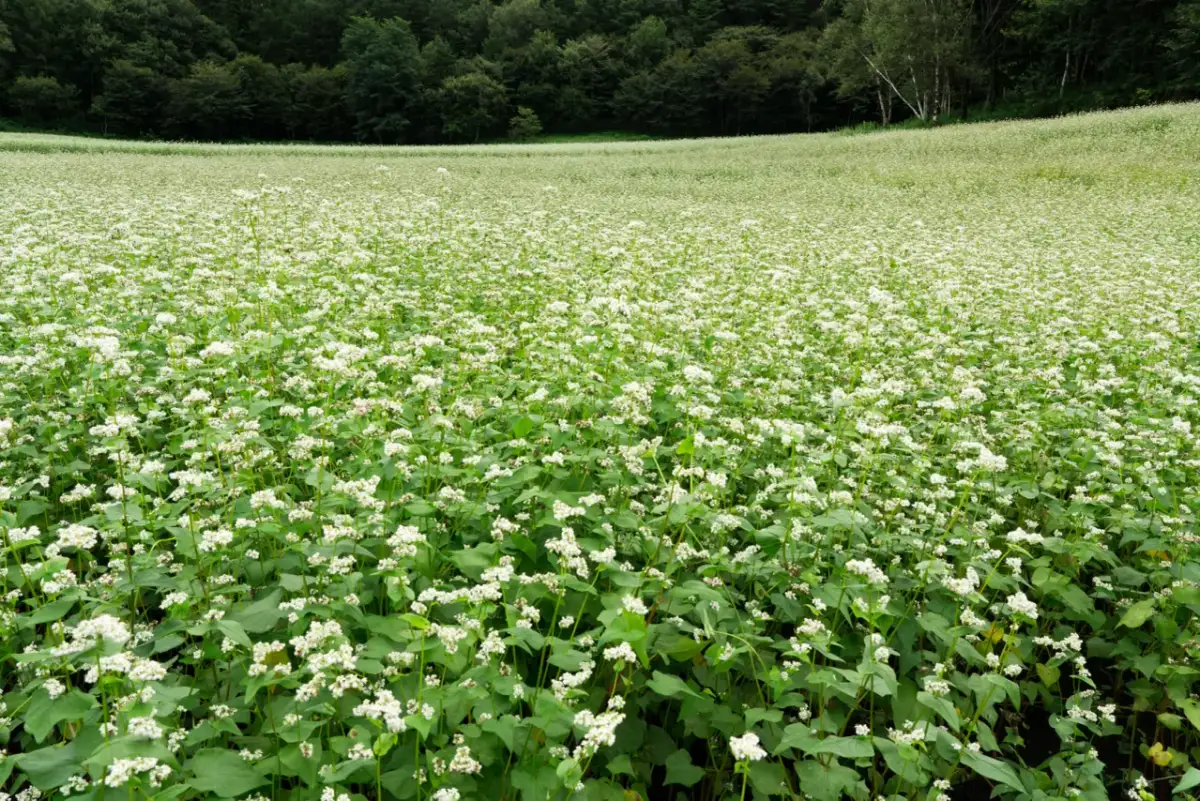 Kwitnienie gryki: kiedy, jak długo i dlaczego jest kluczowe?