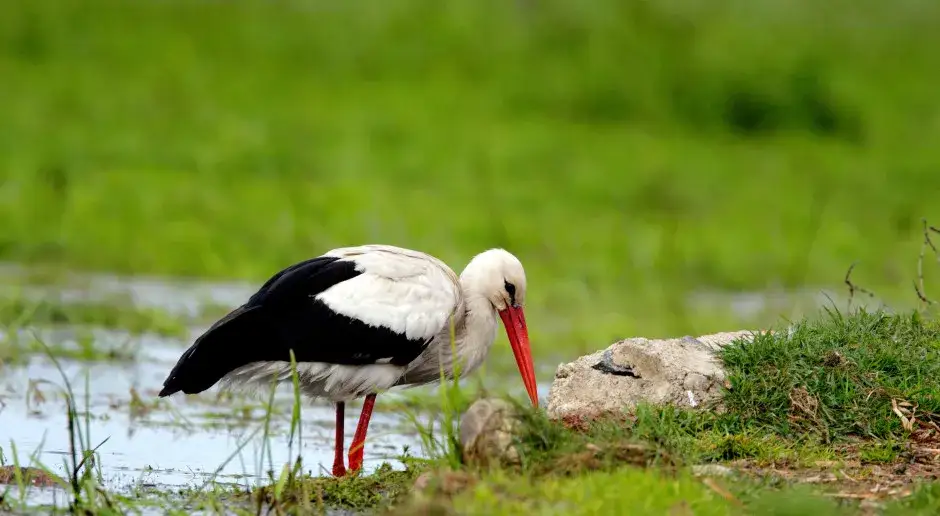 Czy bocian je żaby? Odkryj prawdę o diecie bocianów