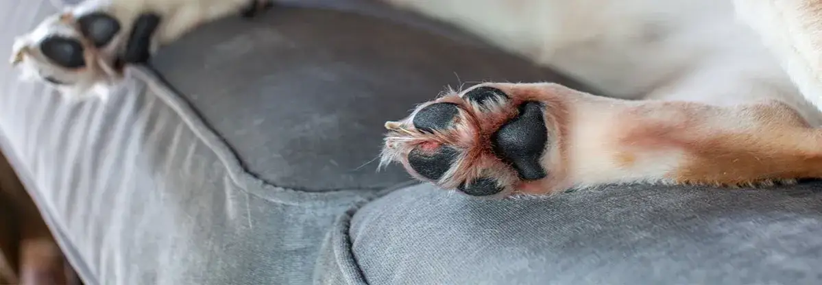 Jak stosować rivanol dla psa, aby uniknąć zakażeń i bólu