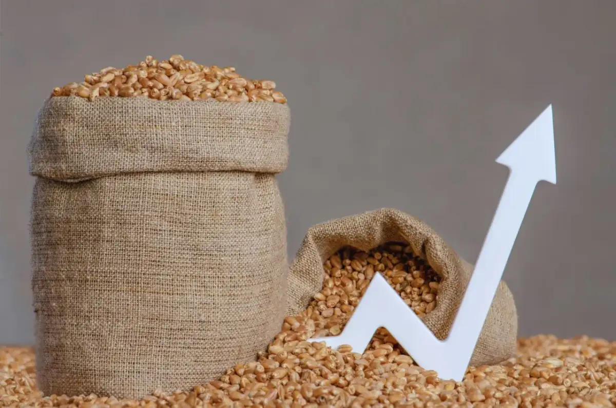 Dwa worki z ziarnem i biała strzałka w górę symbolizująca wzrost.