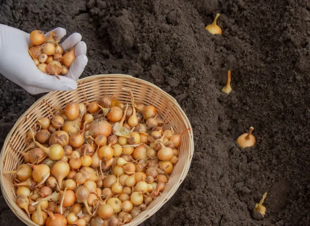Kiedy sadzić cebulę dymkę? Wiosna czy jesień poznaj terminy