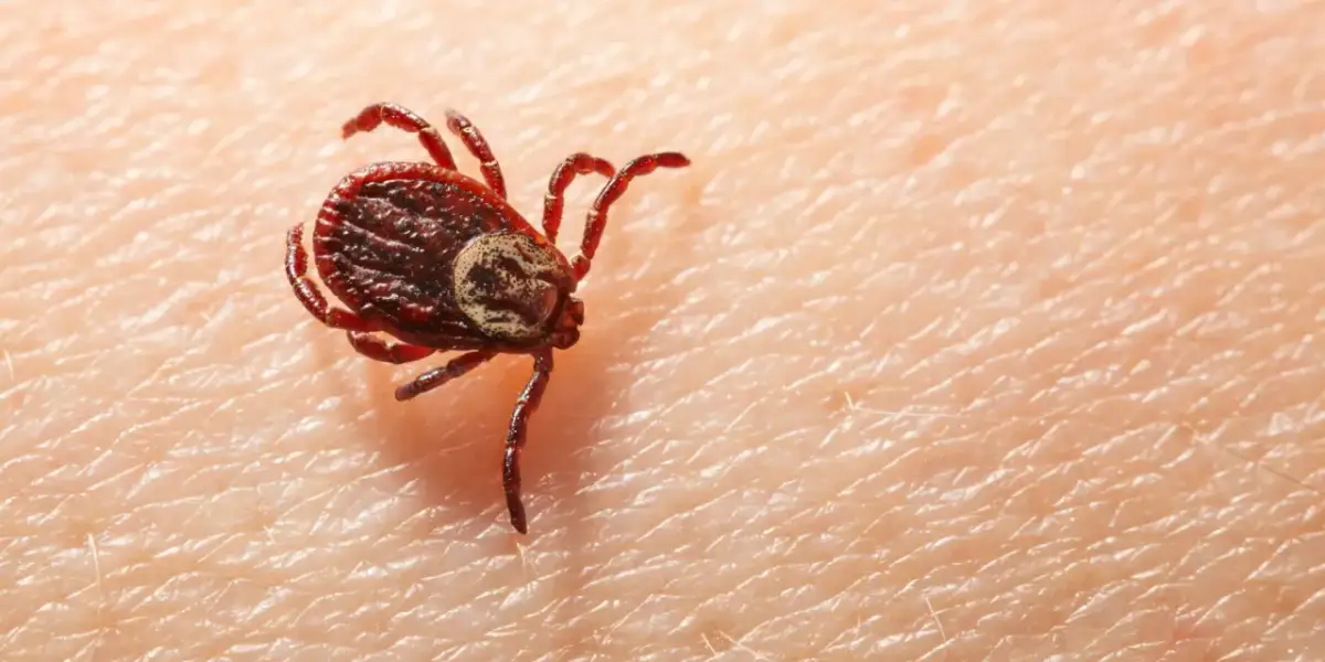 Ugryzienie kleszcza: kiedy do lekarza i jak uniknąć powikłań