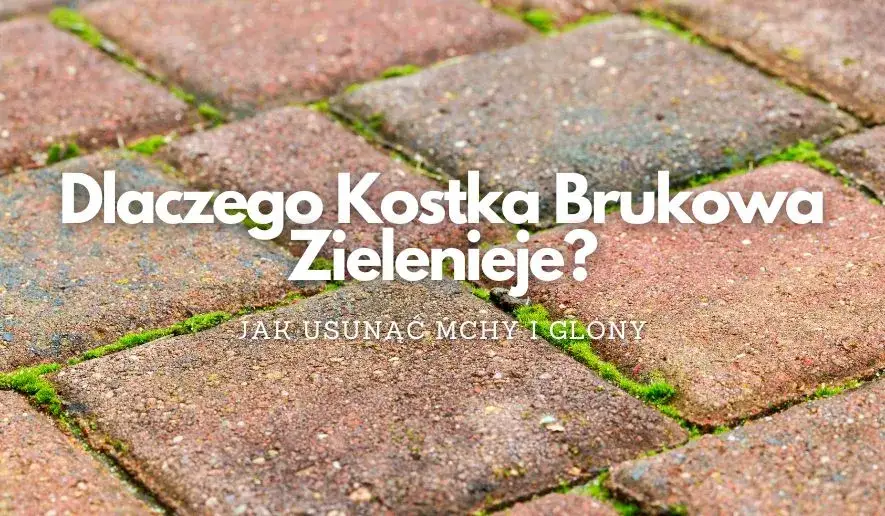 Czysty płot na lata! Usuwanie mchu, glonów i zapobieganie