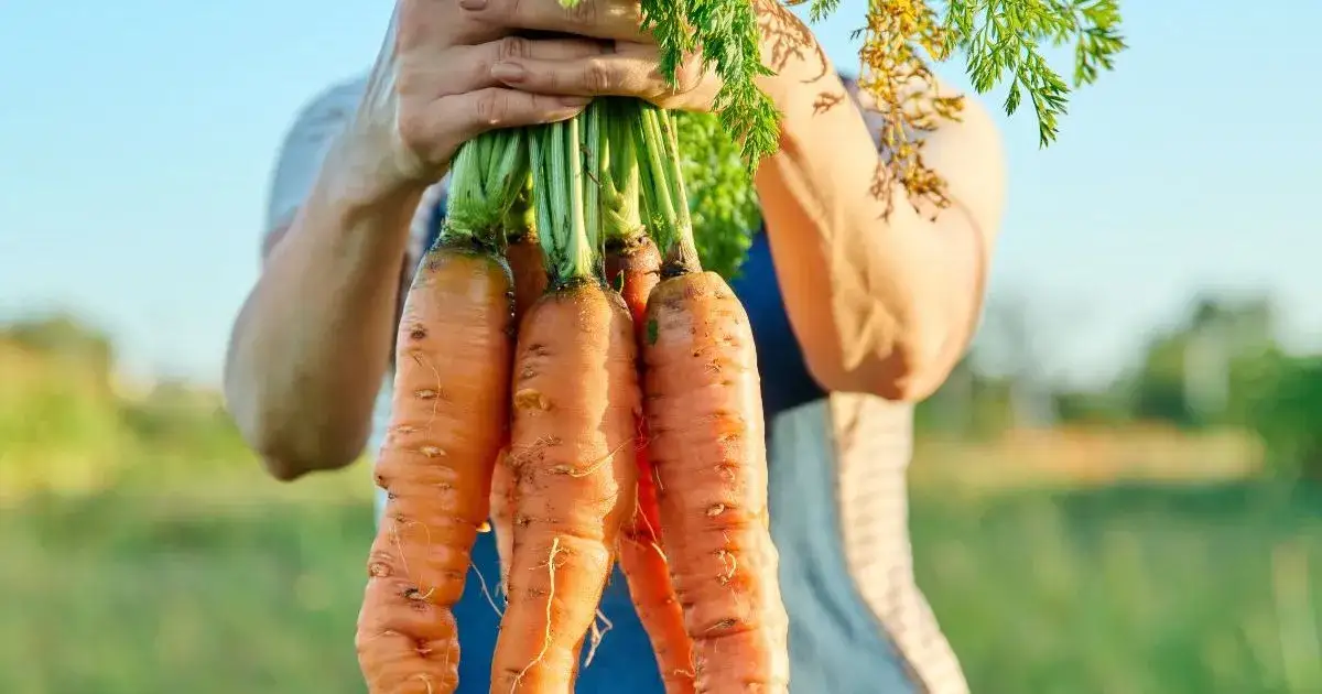 Do kiedy siać marchew? Ostatni termin siewu na jesień i zimę