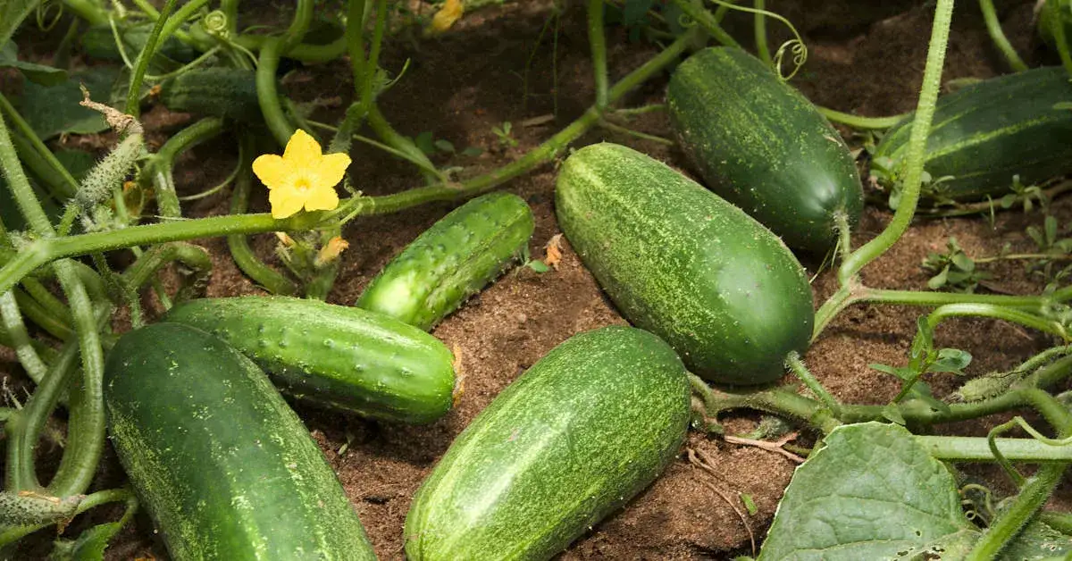 Co siać obok ogórków, aby uniknąć problemów z uprawą?