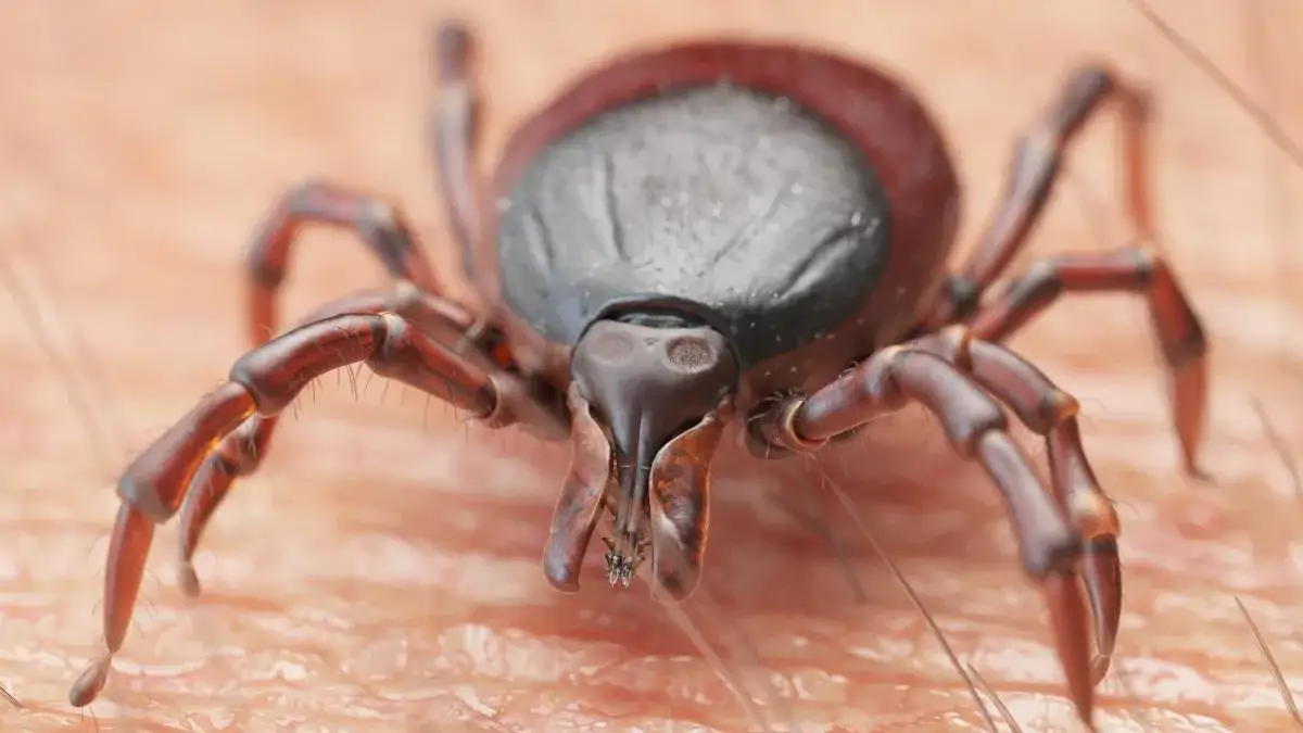 ¿A qué grupo pertenece la garrapata? Conoce su sorprendente clasificación