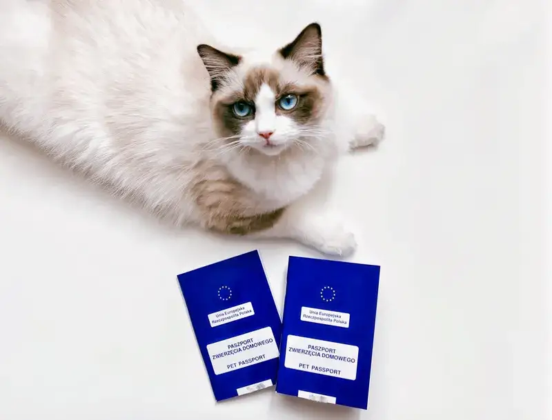 Ile kosztuje paszport dla kota? Sprawdź pełne koszty i opłaty