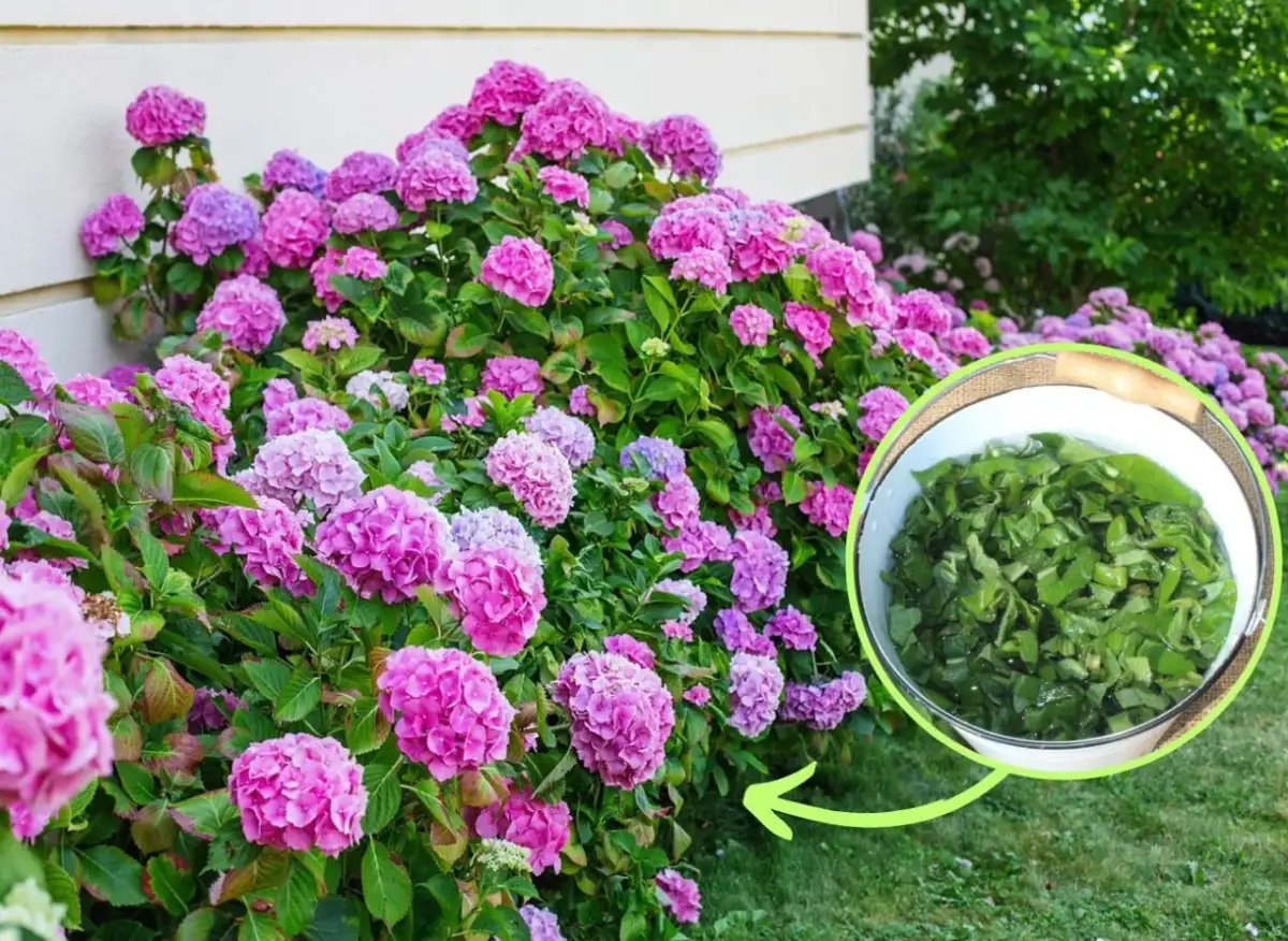 Jak zrobić naturalny nawóz do hortensji? Skuteczne przepisy i porady.