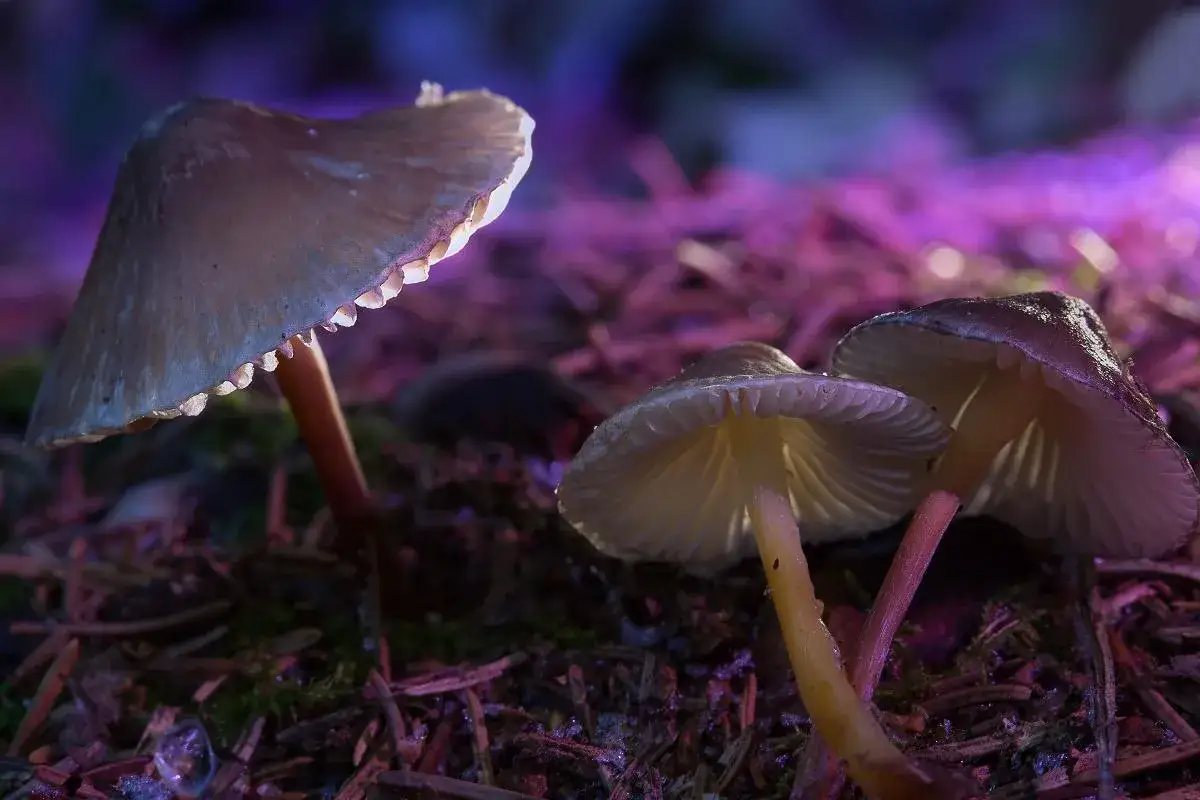 Grzyby halucynogenne: Co dzieje się z ciałem i umysłem?