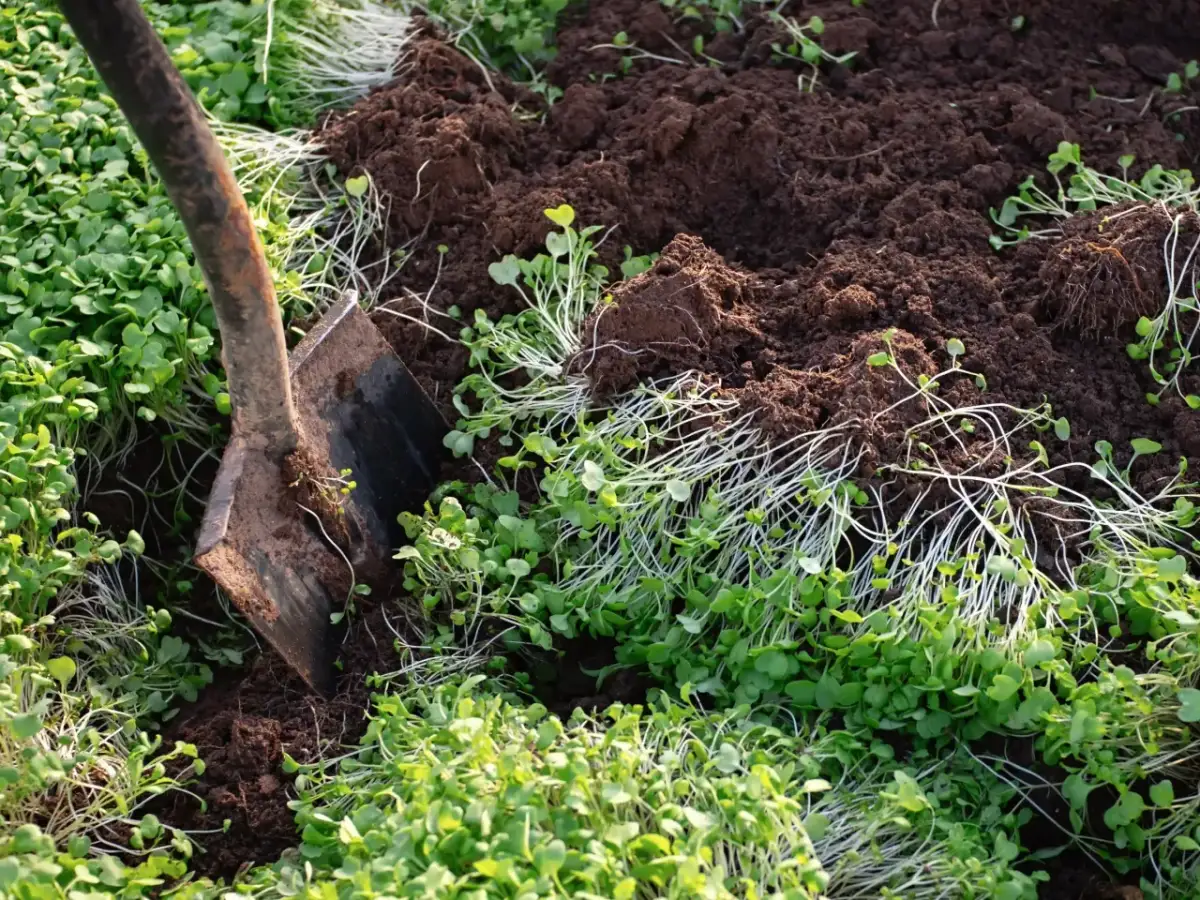 Kiedy przekopać poplon? Jesień czy wiosna? Poradnik działkowca
