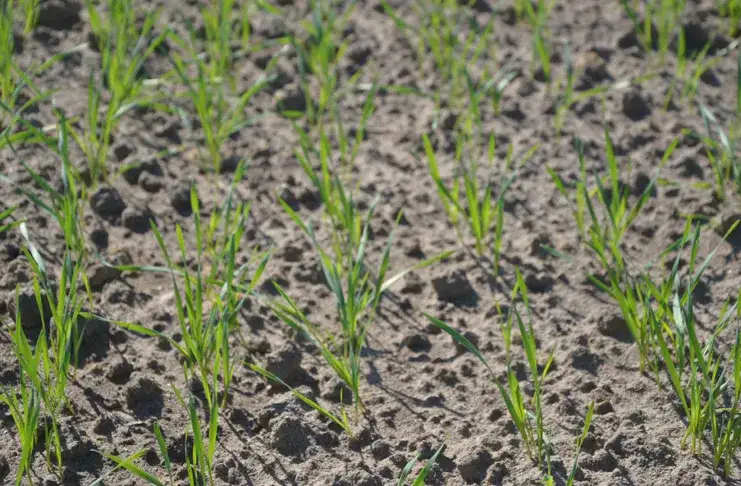 Jaki nawóz pod siew pszenicy jarej? Kluczowe informacje dla rolników