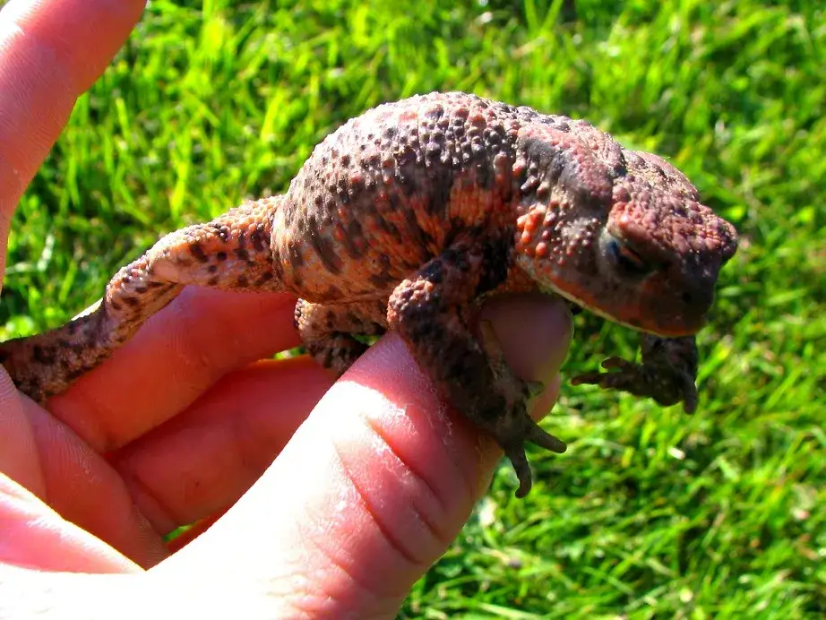 Czy jad ropuchy jest trujący dla psa? Objawy i zagrożenia dla zdrowia