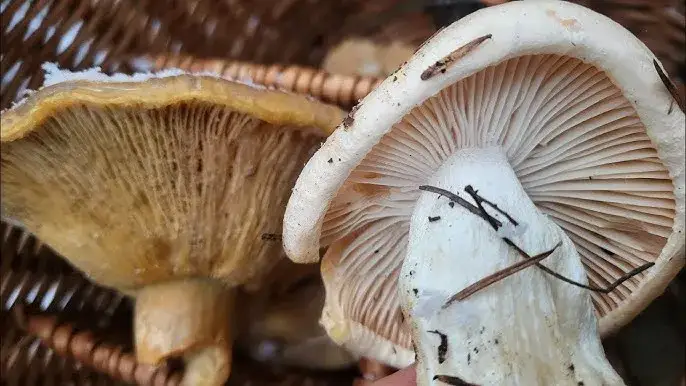 Co jeść w lesie zimą? Odkryj jadalne rośliny i owoce, które uratują Cię w trudnych warunkach