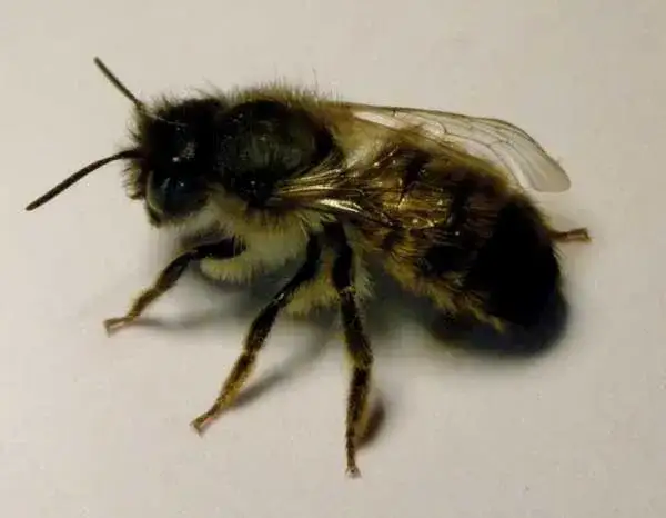 Murarka ogrodowa ile na hektar – jak zapewnić skuteczne zapylenie?