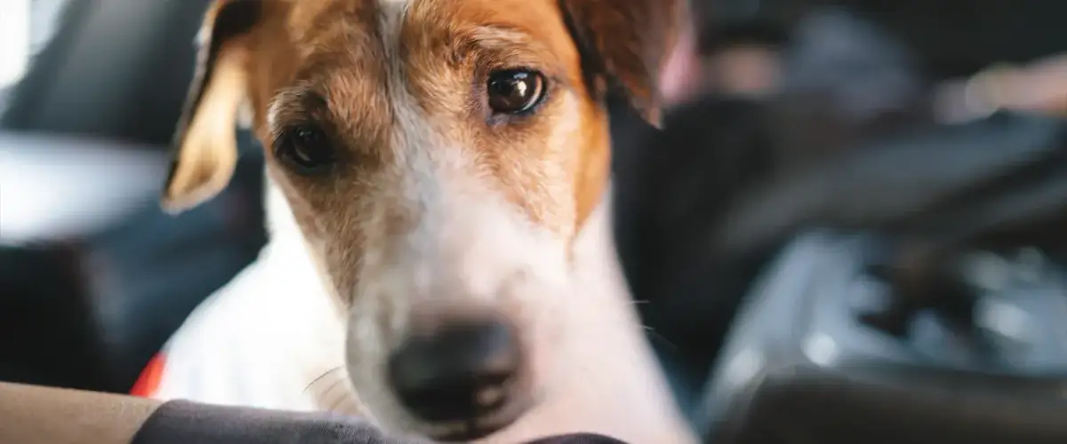 Choroba lokomocyjna u psa: Skuteczne sposoby i leki. Poradnik!