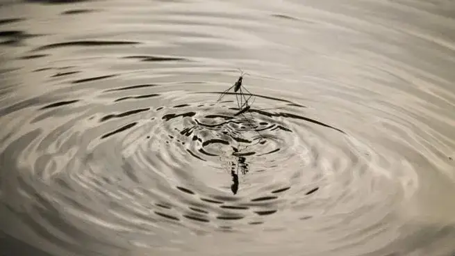 Todo lo que necesitas saber sobre las pulgas de agua y su importancia ecológica