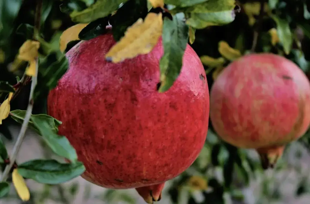 Kiedy jest sezon na granaty? Sprawdź, kiedy są najsmaczniejsze!