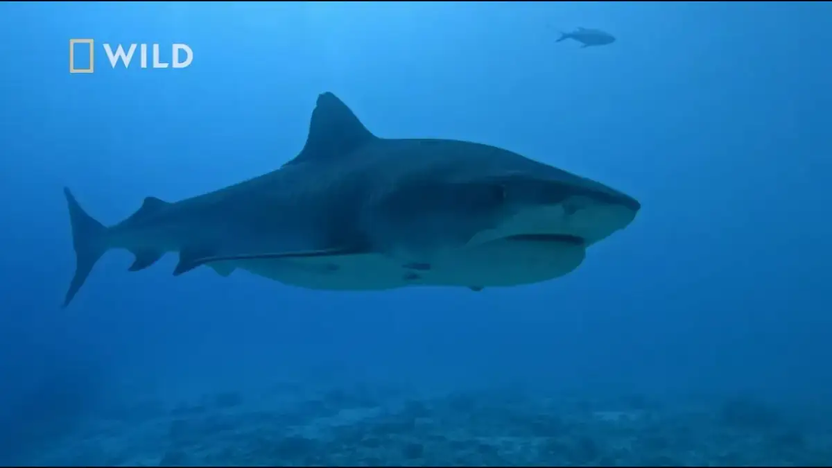 Rekiny w Morzu Śródziemnym: Fakty i mity. Czy jesteś bezpieczny?