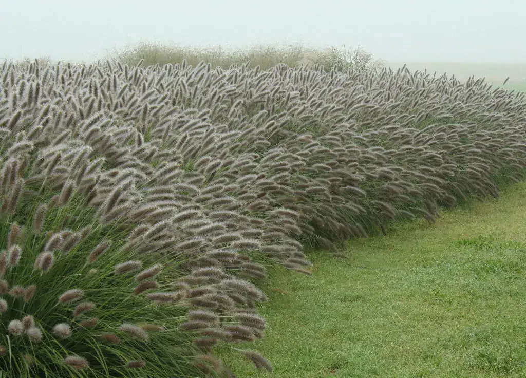 Jak sadzić rozplenicę hameln? Odpowiedni odstęp dla sukcesu