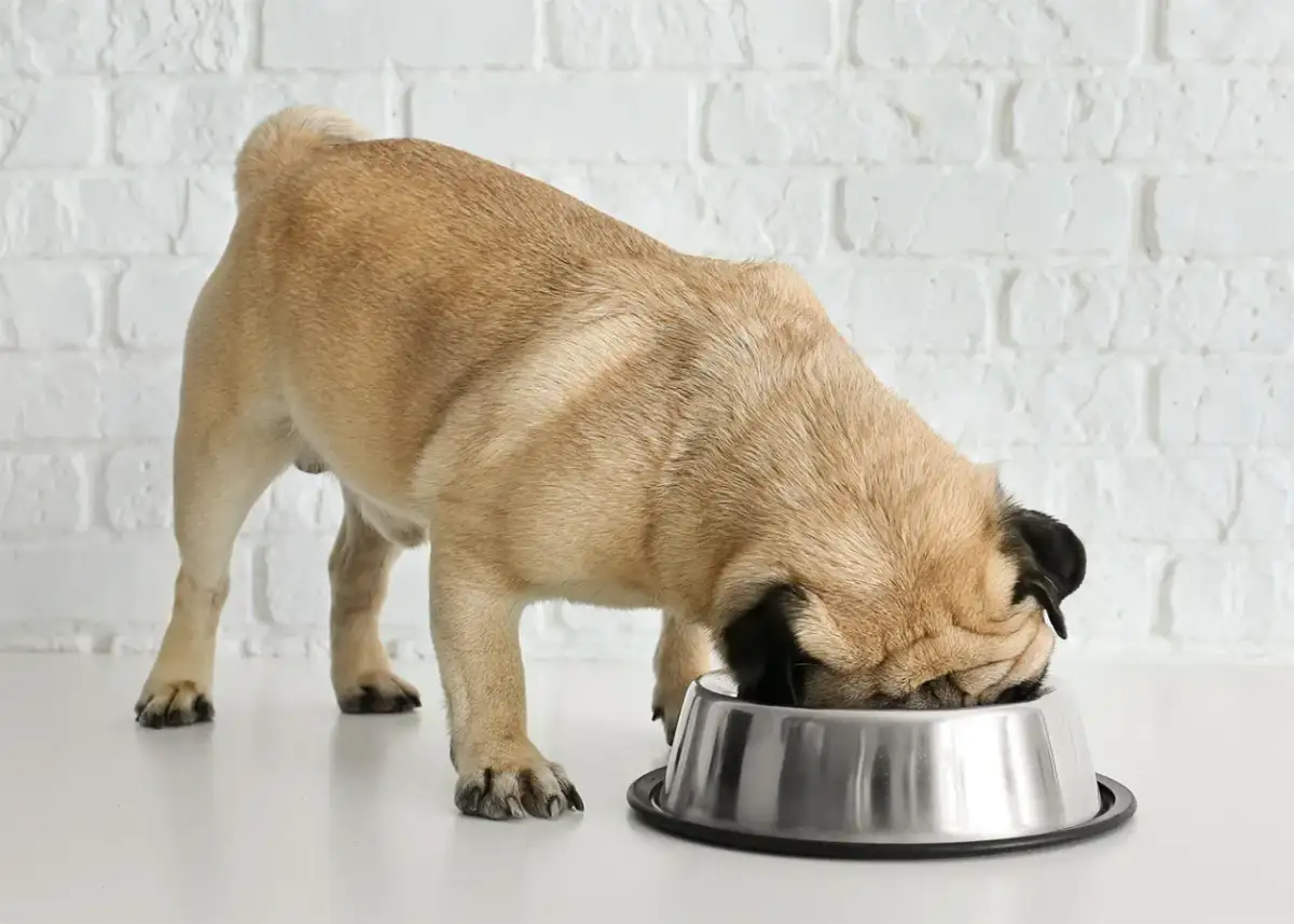 Czy pies uczulony na kurczaka może jeść indyka bez ryzyka alergii?